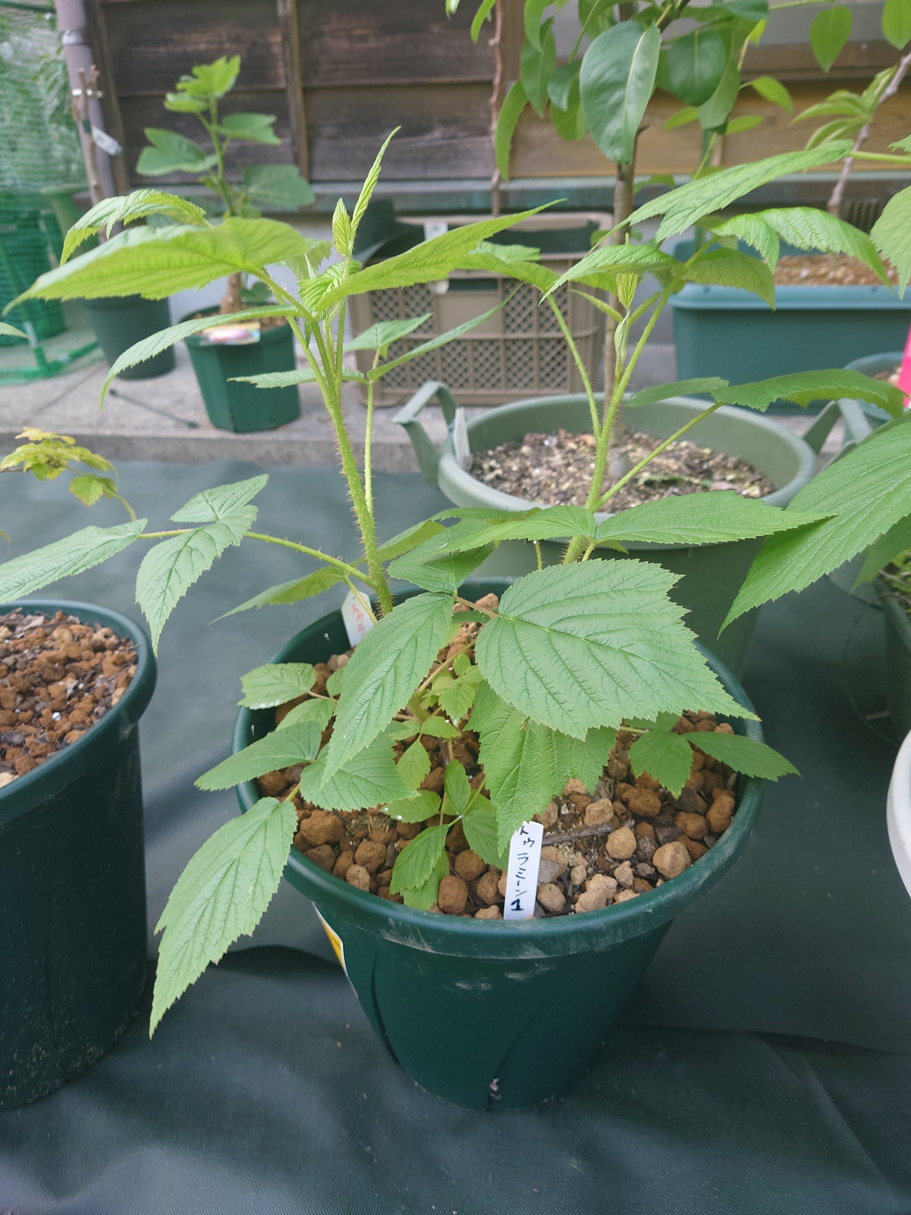 トゥラミンの真贋1｜ガットラックラッコ