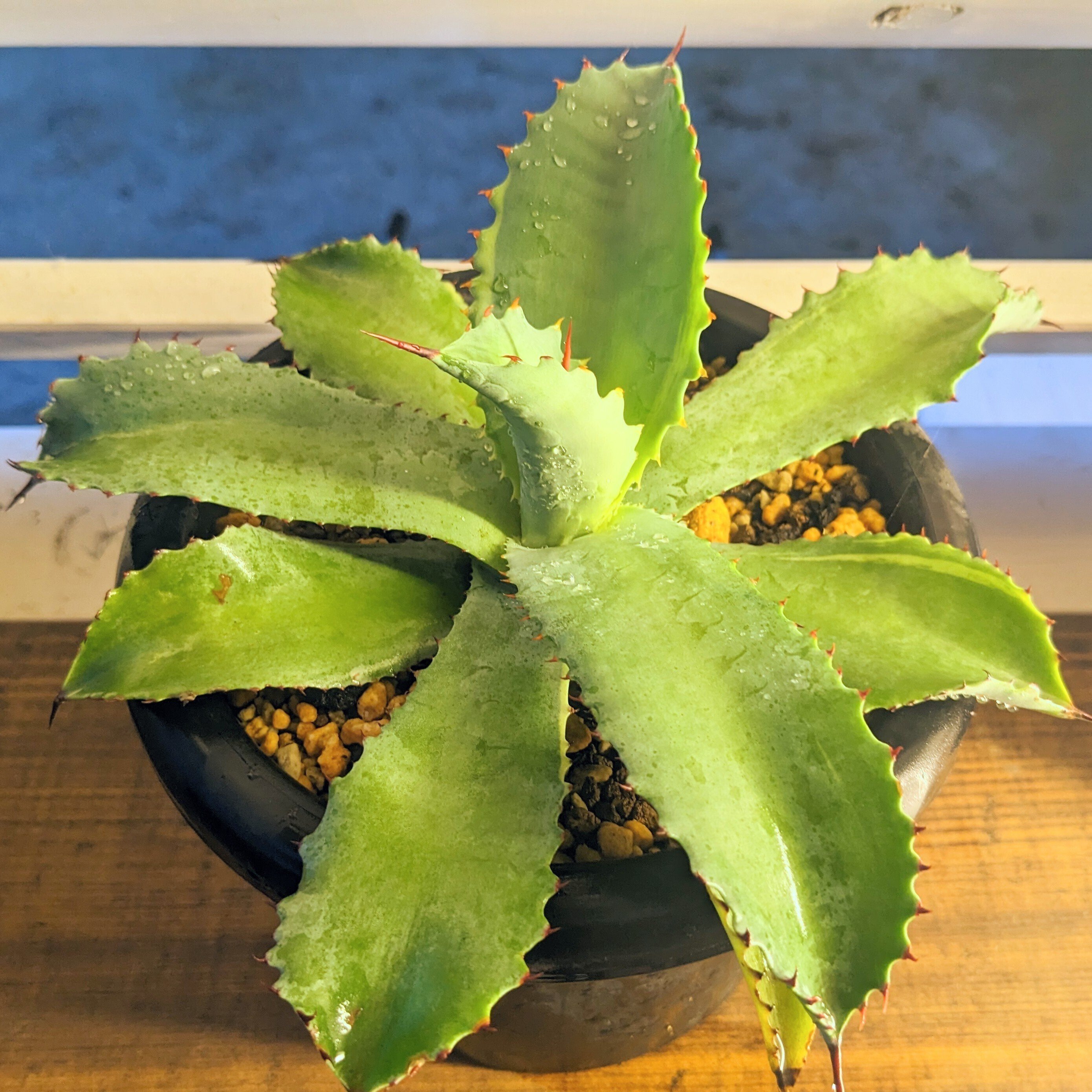 アガベ　実生の子株 アガベ】良い実生株を見極める時のポイントや考え方について!! - YouTube