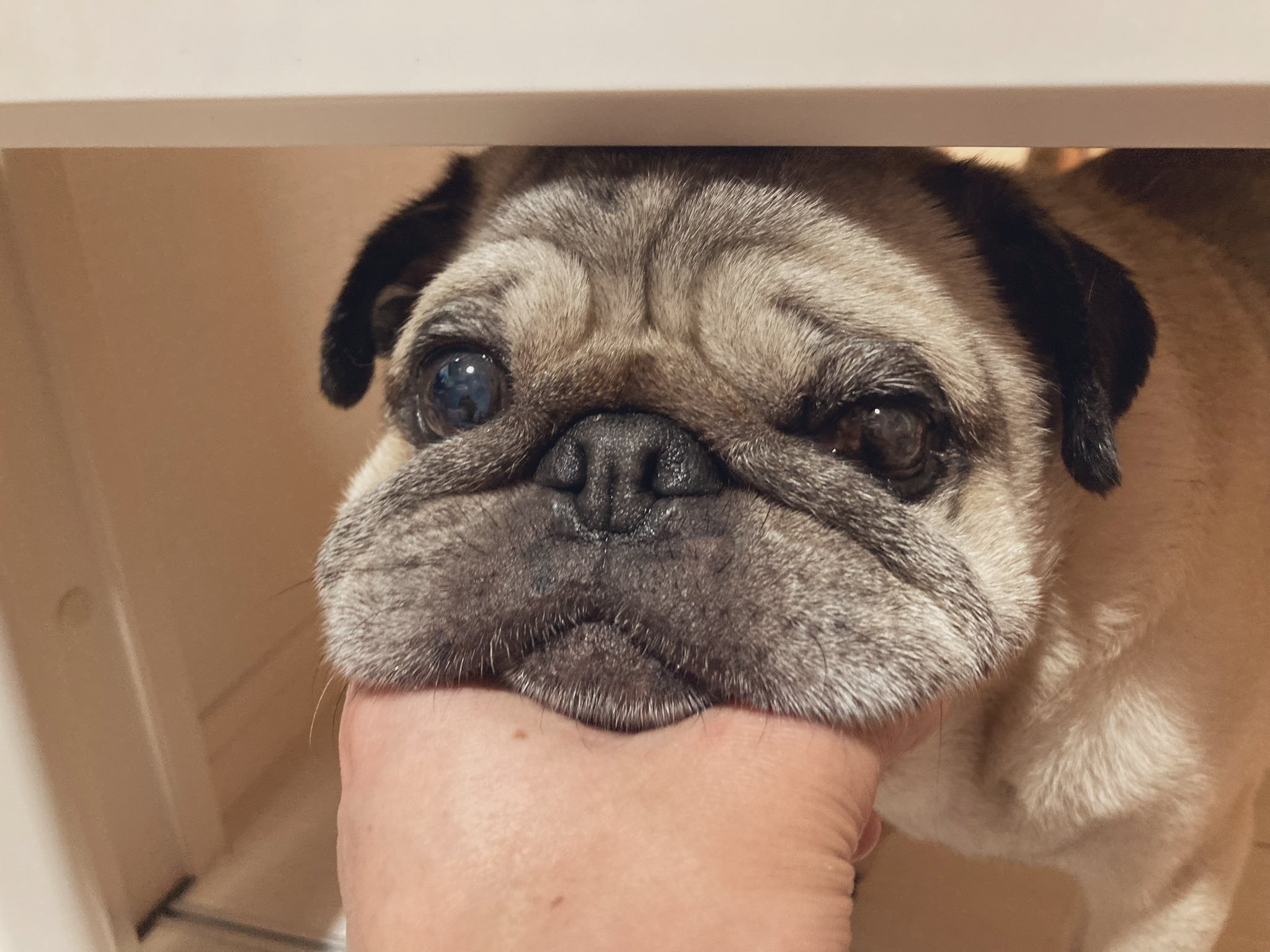 あごが重いらしい。手乗りパグのゴンザレス。｜幸 秀和