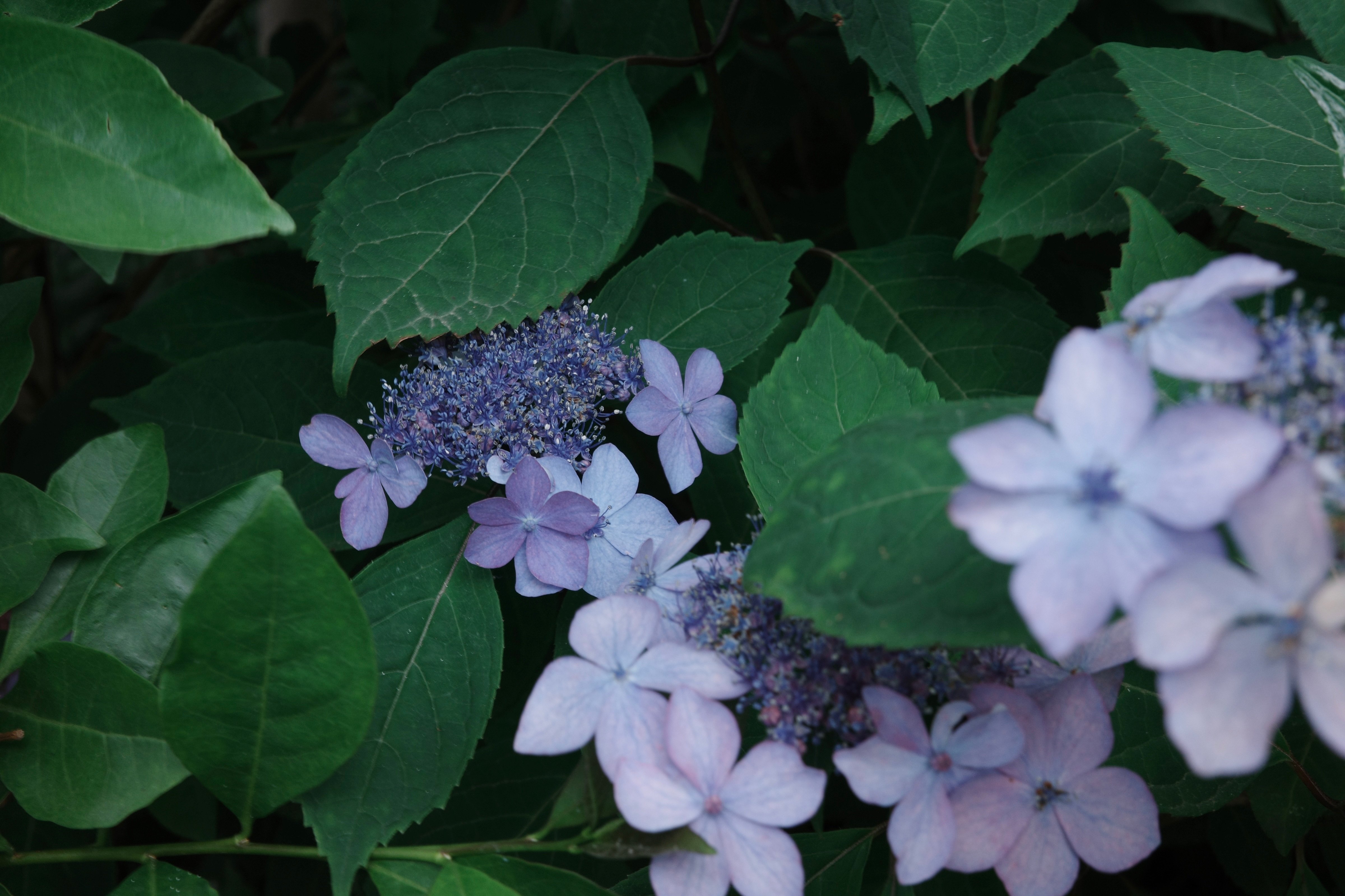 雨の似合う花｜無為の茶客 | Kazuo Yoshida