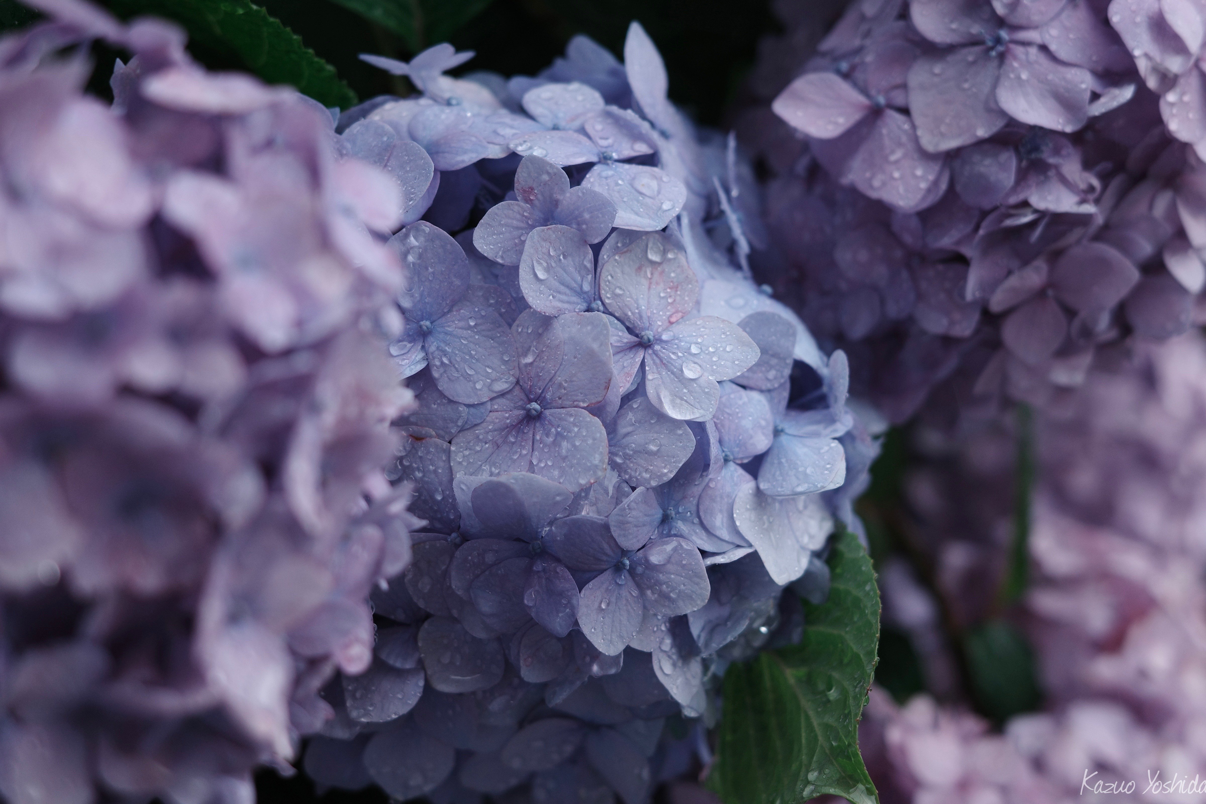 雨の似合う花｜無為の茶客 | Kazuo Yoshida