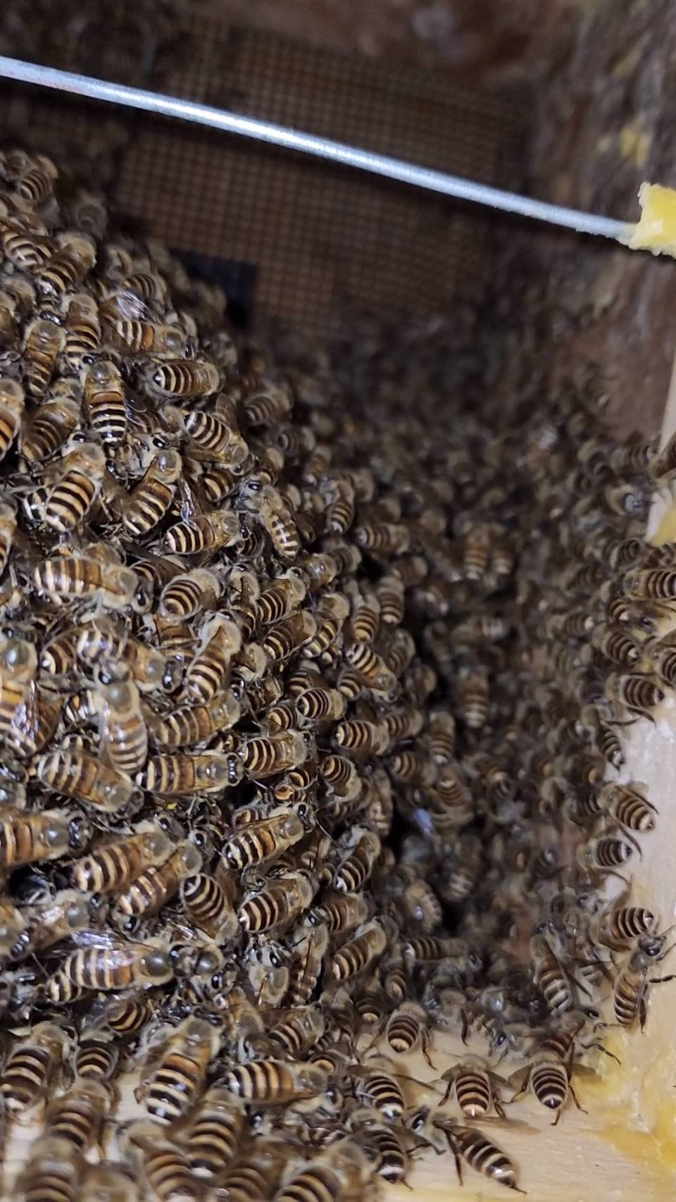 ミツバチの巣箱（日本ミツバチ入り） - その他