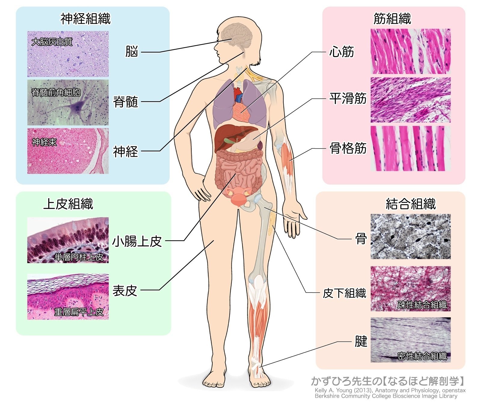 人体組織学　結合組織・皮膚とその付属品 人体組織学　結合組織・皮膚とその付属品