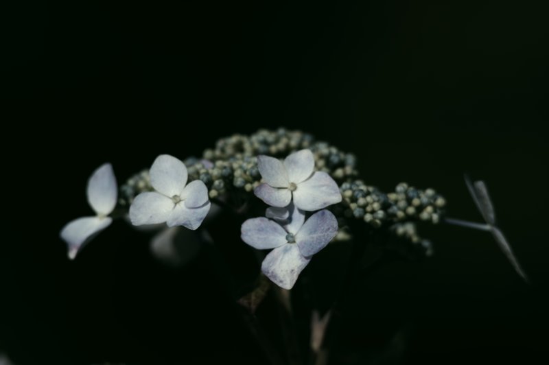 紫陽花どーん。