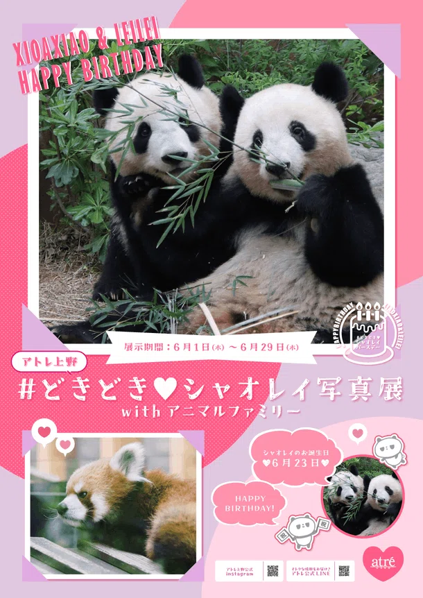 アトレ上野×シャオシャオレイレイ誕生日記念！ #どきどきシャオレイ