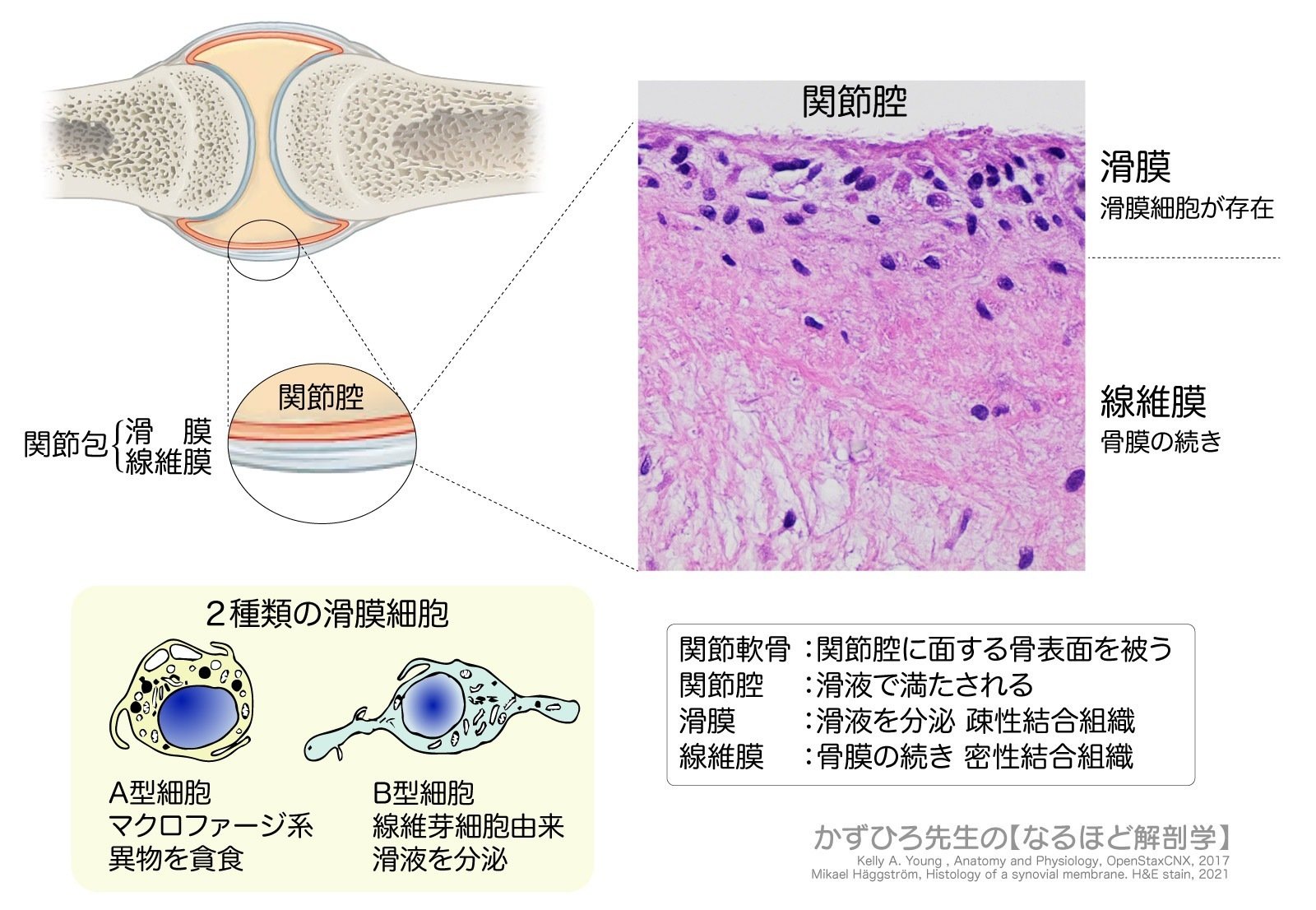 人体組織学　結合組織・皮膚とその付属品 人体組織学　結合組織・皮膚とその付属品
