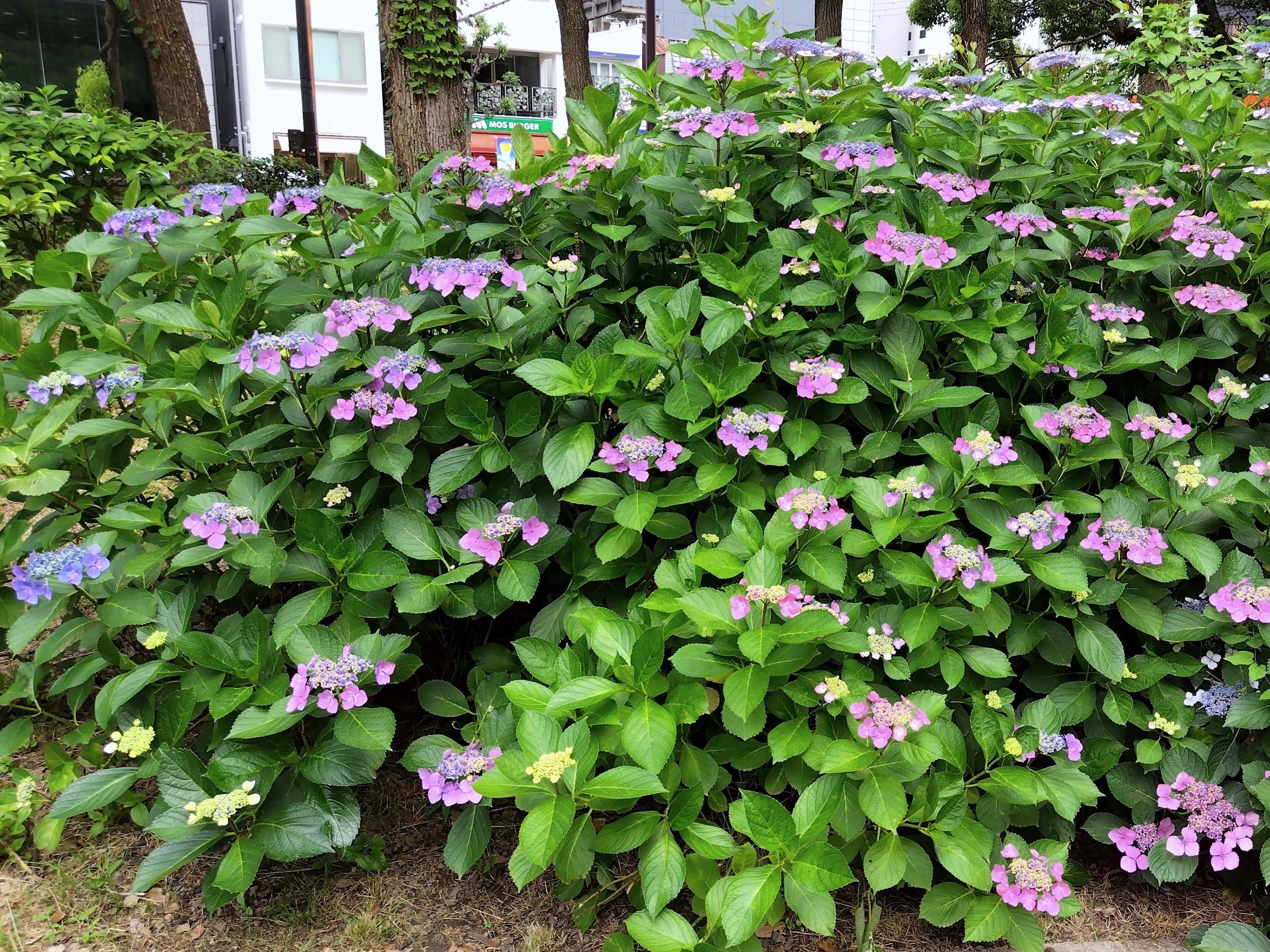 靭（うつぼ）公園の紫陽花｜九條正博｜歴史学
