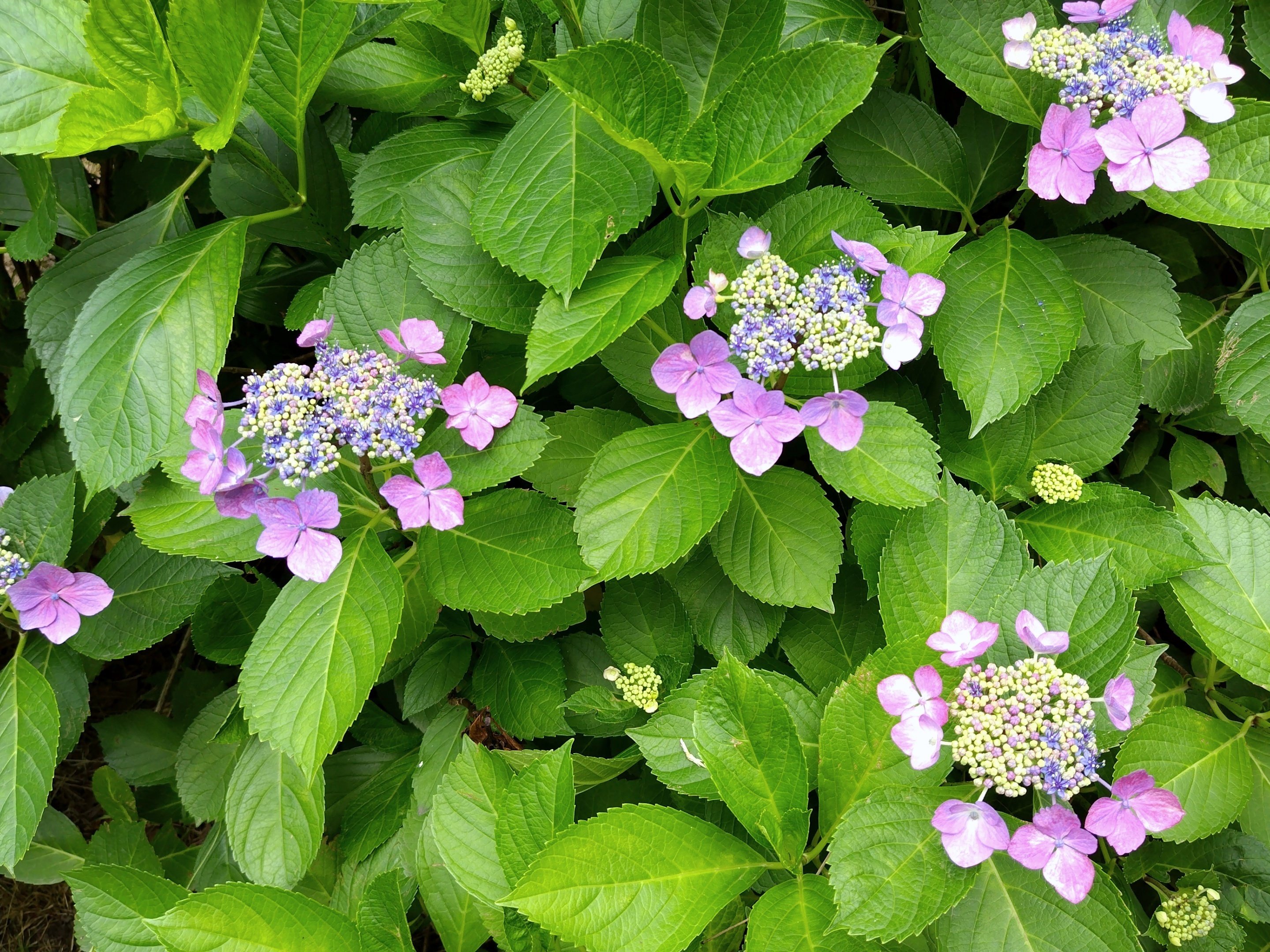 紫陽花にアゲハ蝶が飛んできました。 | 周南市 東郭の世界
