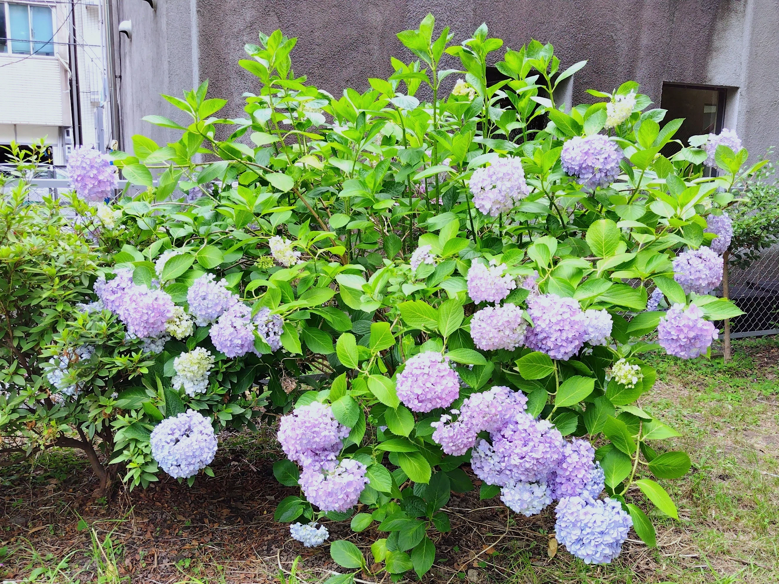紫陽花 靭（うつぼ）公園の紫陽花｜九條正博｜歴史学