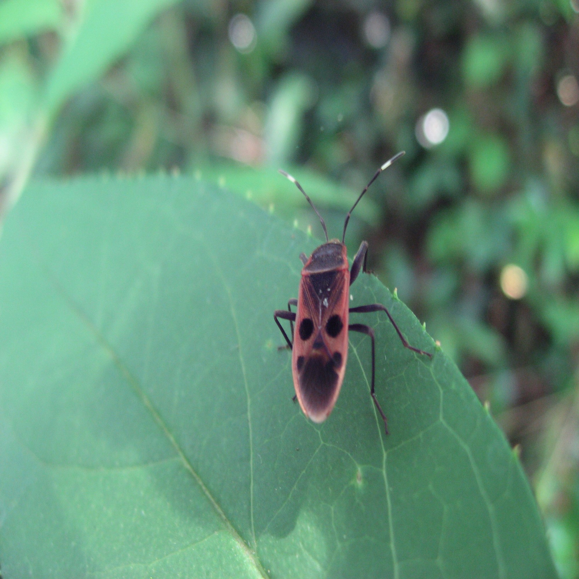 かつての里山に暮らす動植物 その３ 虫たち ～目立たないものたち～｜森中遊助