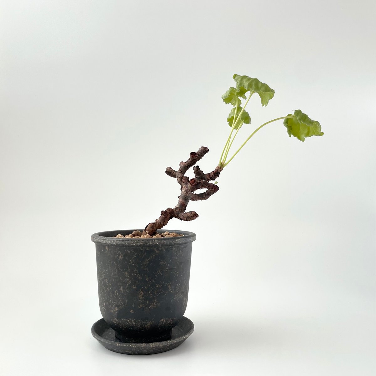 ペラルゴニウム ミラビレ の育て方。｜白昼堂々 