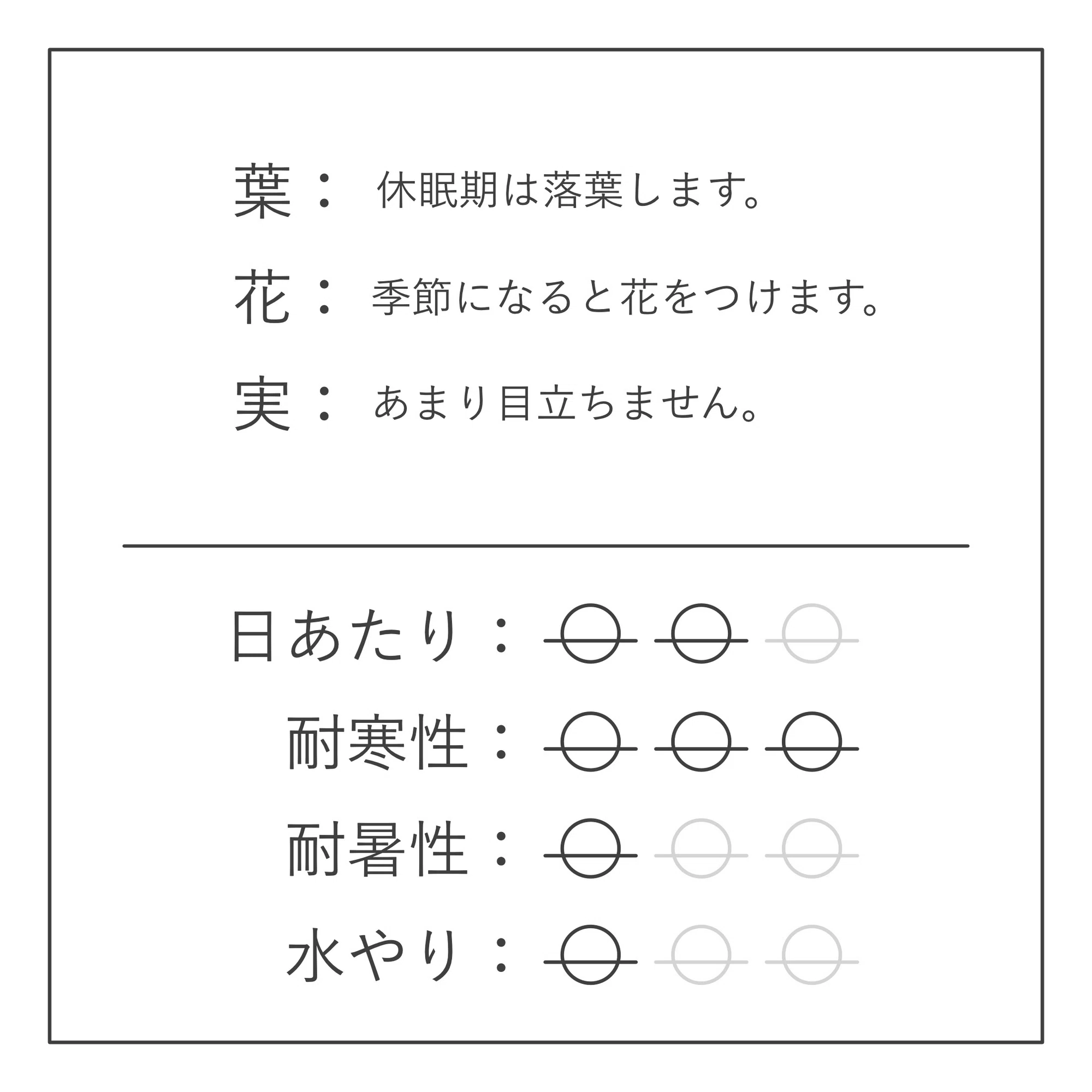 ペラルゴニウム ミラビレ の育て方。｜白昼堂々