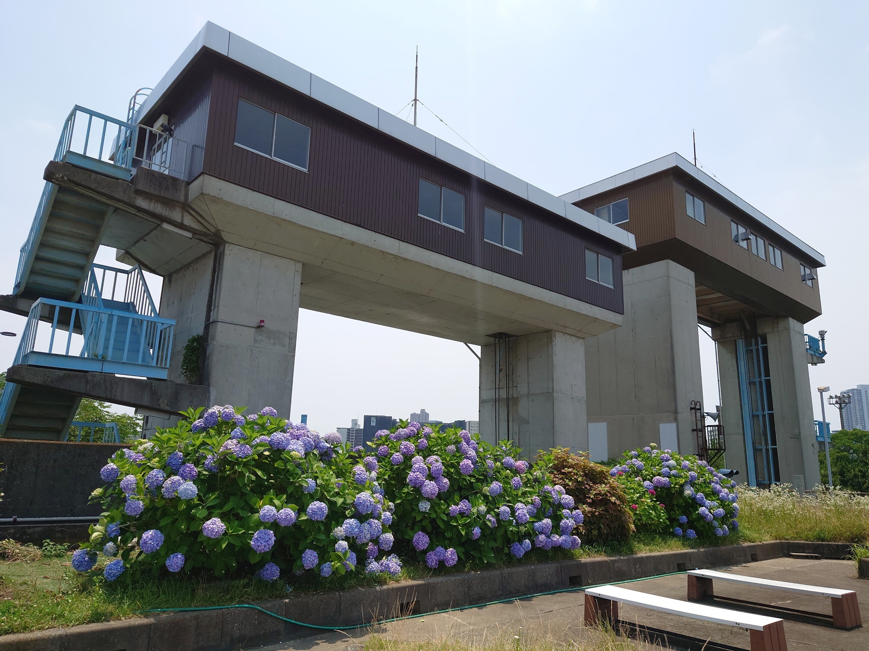 淀川河川公園 春風フラワーガーデン2022年6月19日【アジサイ