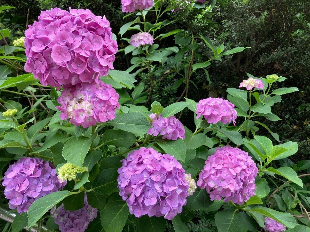 あじさい様•*¨*•.¸♬︎専用 上野公園のあじさいの様子（6月6日撮影）｜上野案内所
