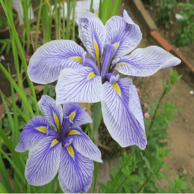 sera　オマトメ①菖蒲ーあやめ　②紫の花　③菊　青地 紫のキリっとした色が良い」アヤメの花が見頃 鹿児島市 | TBS NEWS DIG