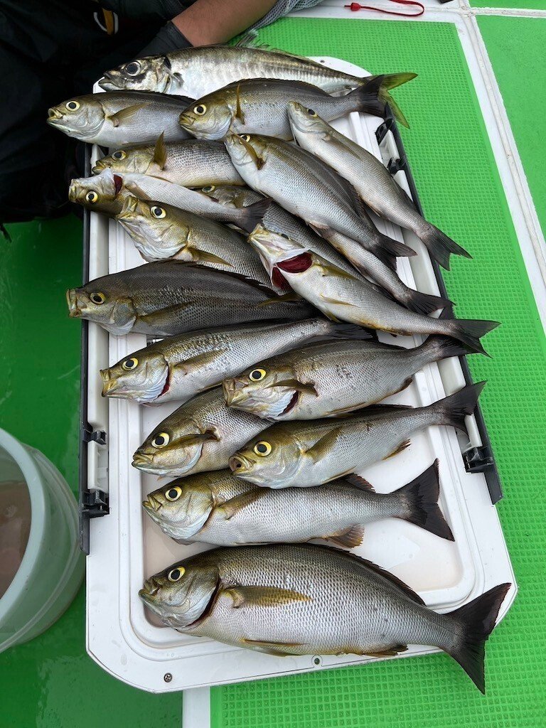 鯵、鯖、五目釣り仕立て船メンバー募集