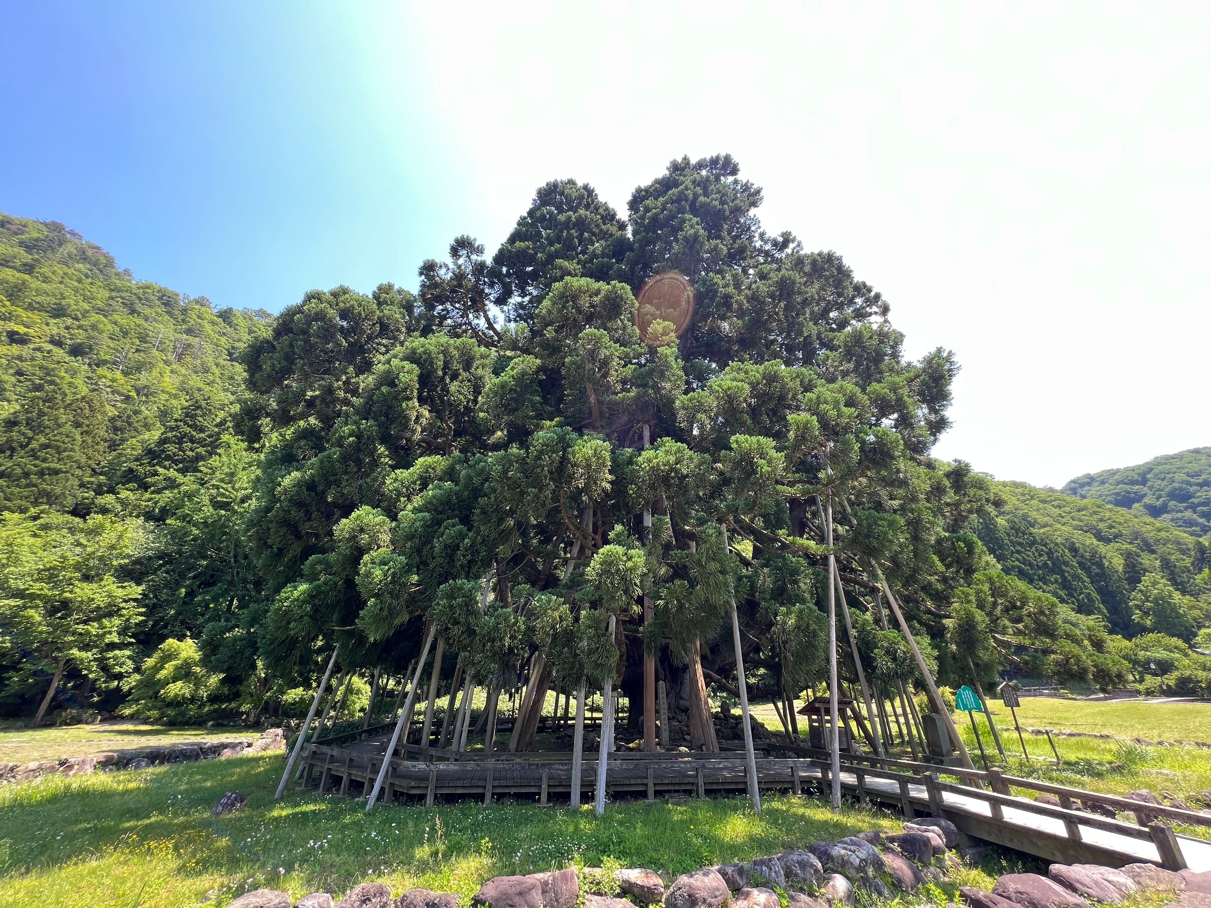 御仏供杉：石川県白山市の息を呑むほど美しい大樹｜ひで