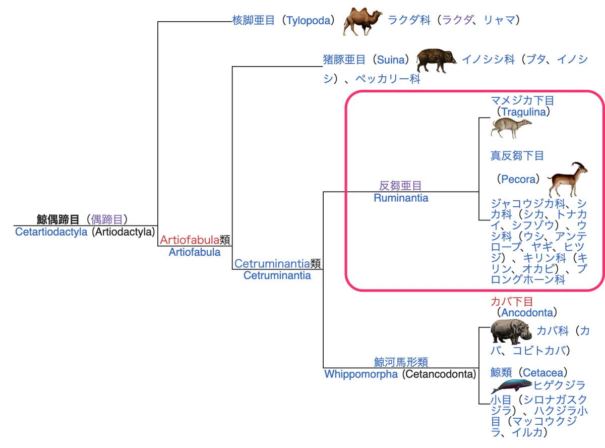 ユダヤ教のコーシャ規定「蹄の分かれた反芻動物は食べてよい」を動物学的に考えた|岡根谷実里 | 世界の台所探検家