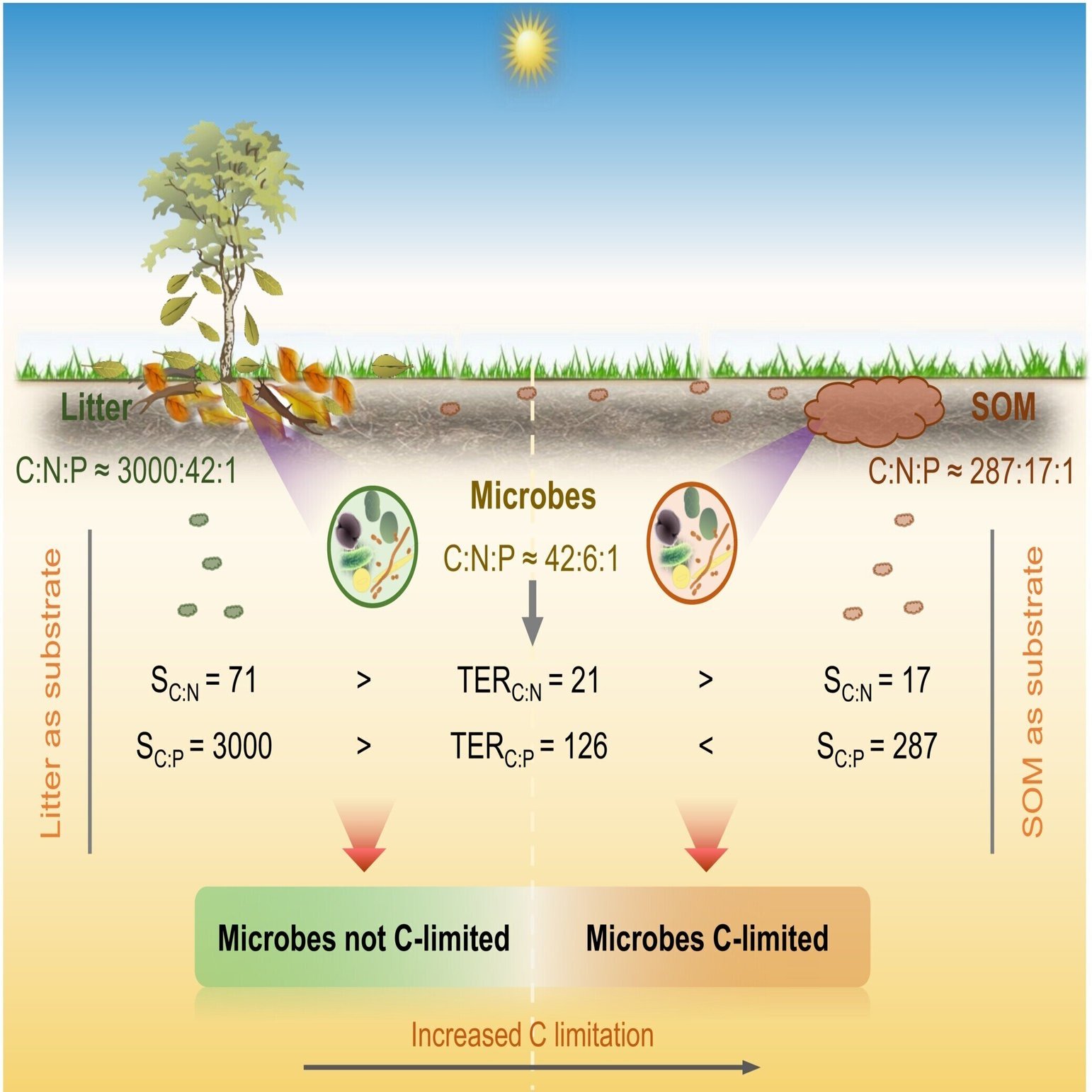 陸上表層土壌の微生物群集は、炭素によって広く制限されるわけではない｜哉百名