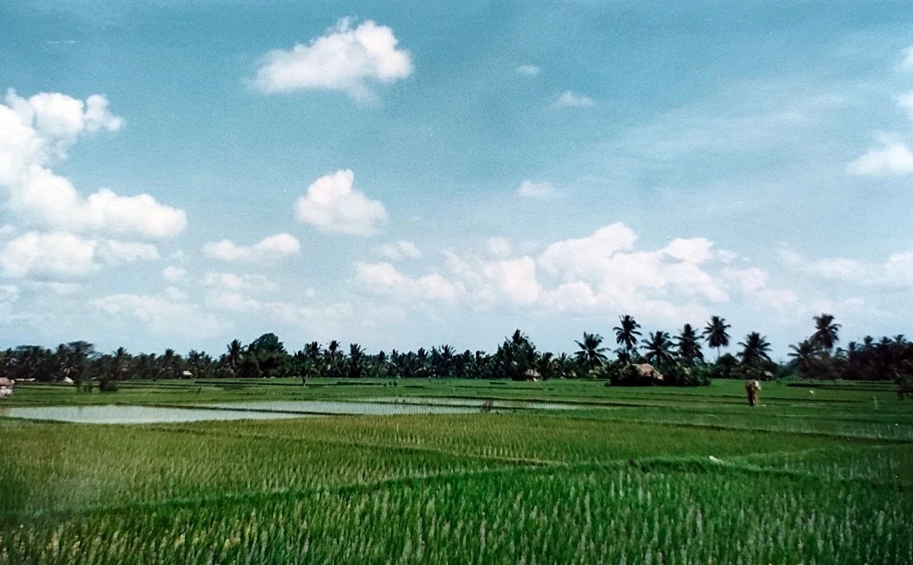 バリ島風景画／田園風景／102×44／送料込 【公式通販】
