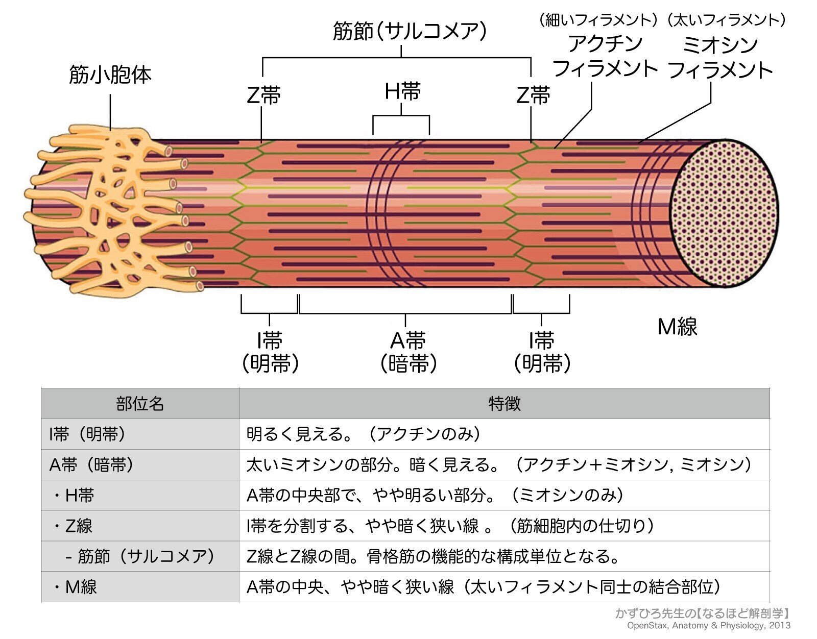 人の生きた筋膜の構造 人の生きた筋膜の構造 / Guimberteau，Jean