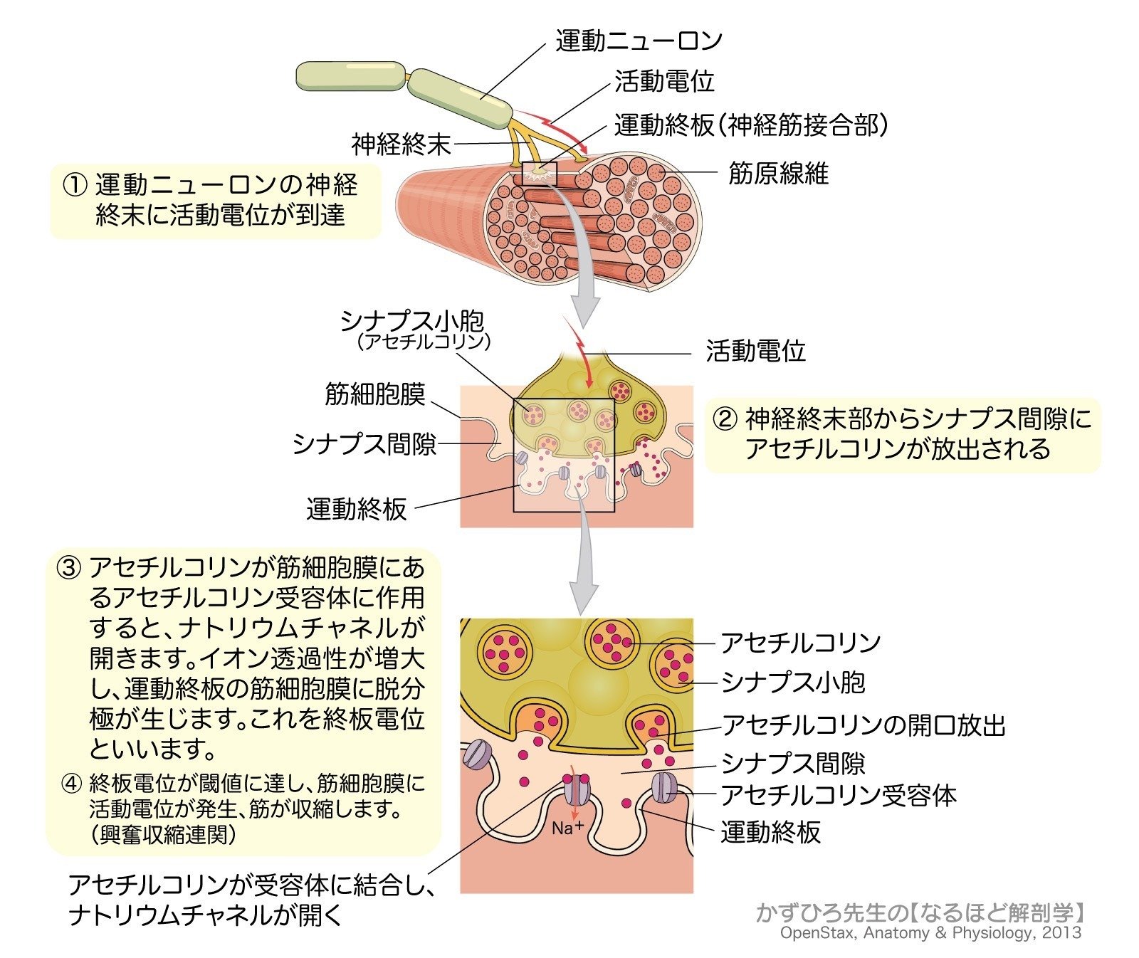 筋肉Z 1-2(6)】筋組織 解説｜かずひろ先生（黒澤一弘｜解剖学）