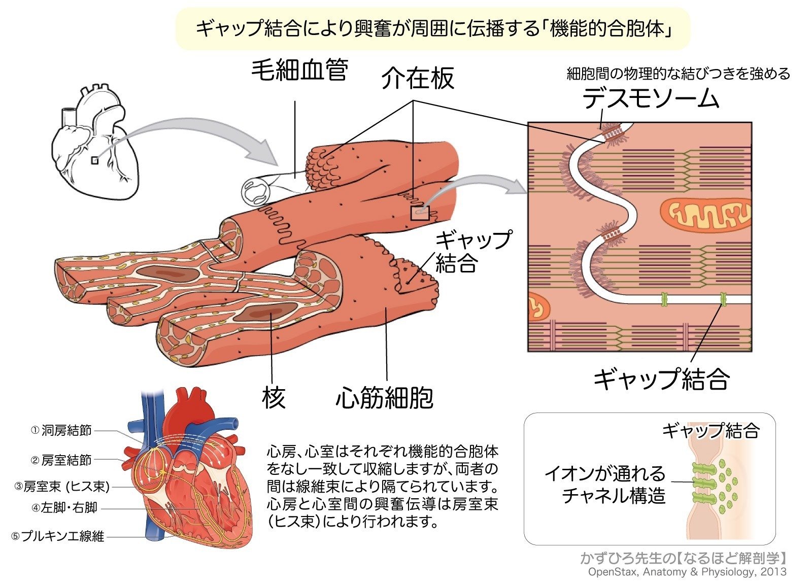 筋肉Z 骨格筋の構造｜動く（3） | 看護roo![カンゴルー]
