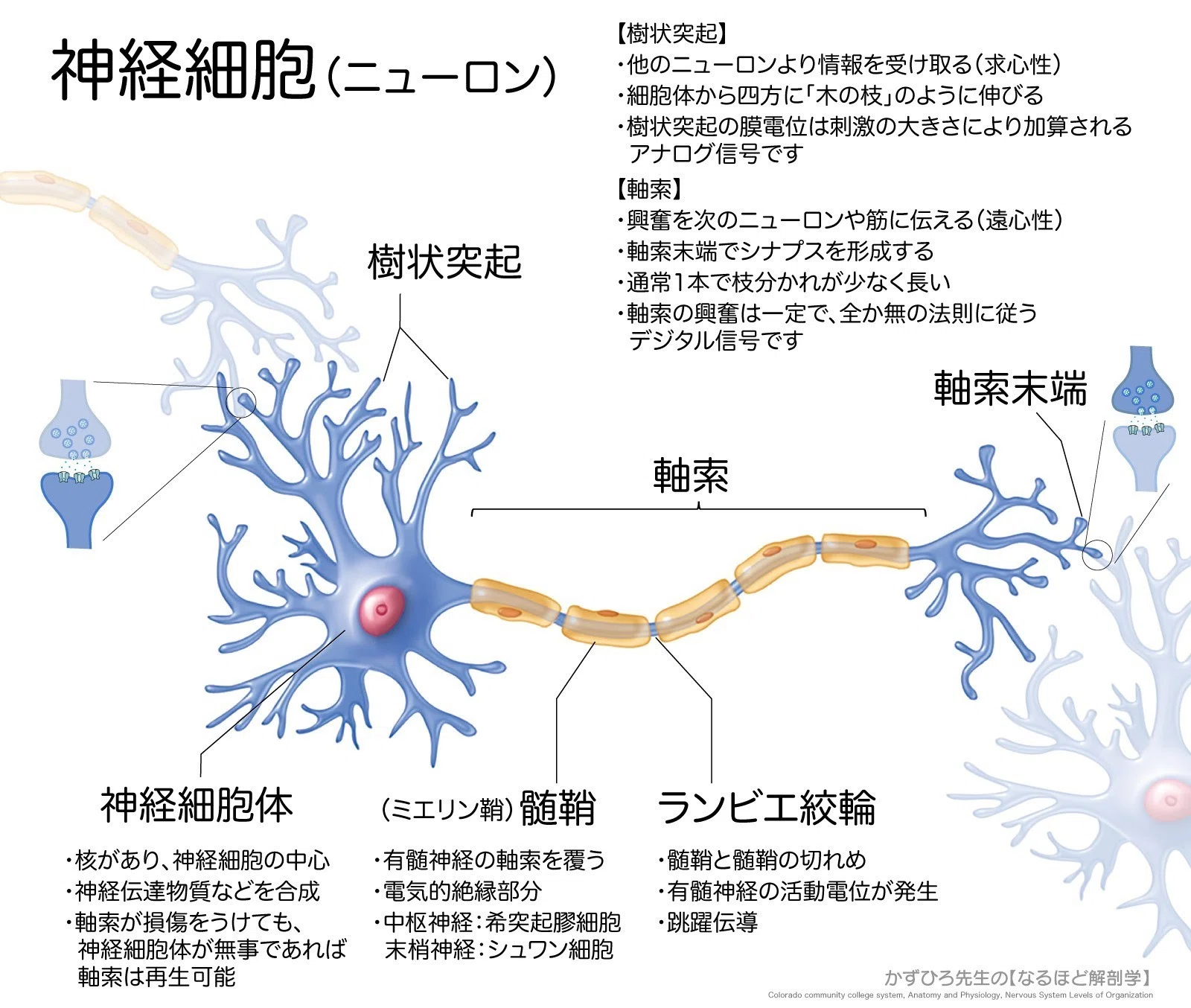 神経組織の構造 カラー図解 人体の正常構造と機能