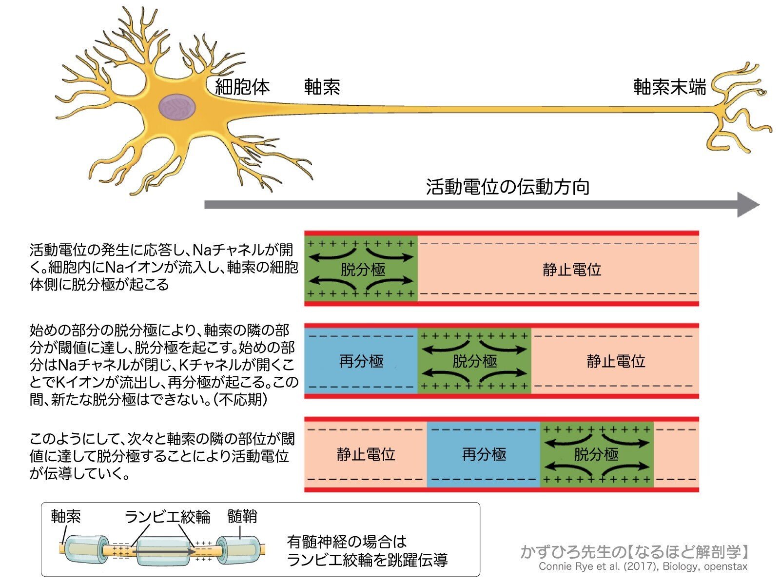 理学療法士を目指す方！必見！分担 解剖学2 胆管学 神経系 理学療法士を目指す方！必見！分担 解剖学2 胆管学 神経系