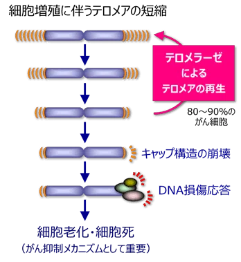 テロメア｜TCS