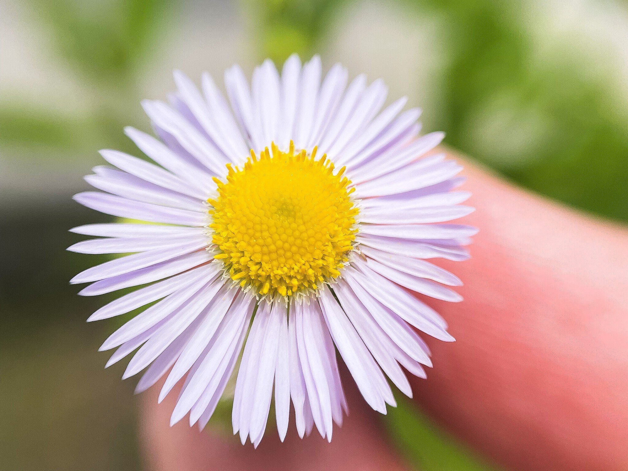 貧乏草 春の道端の雑草】別名「貧乏草」！言い伝え通り、摘んだり折ったり