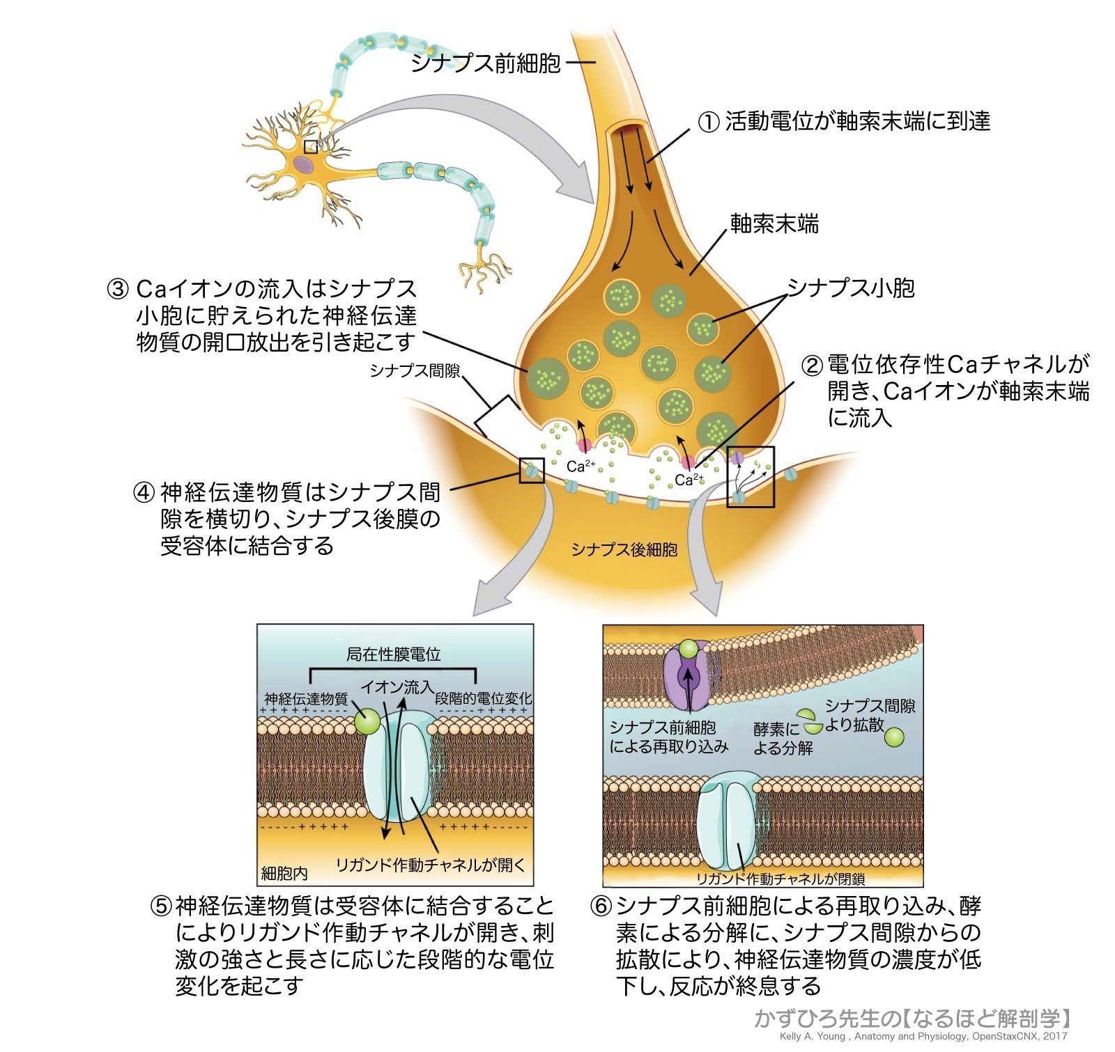 構造と機能がつながる神経解剖生理学 構造と機能がつながる神経解剖生理学 株式会社 奈良栗田書店
