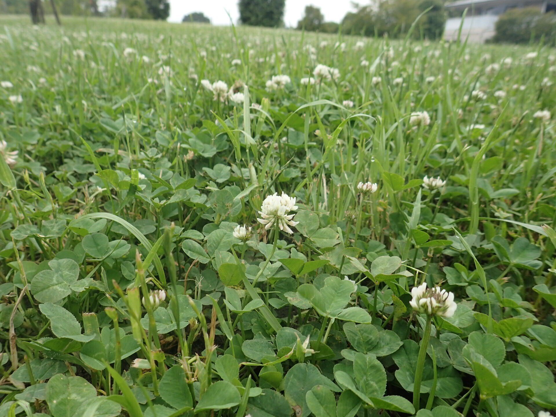 雑草という草はない（4）シロツメクサ｜こんとん