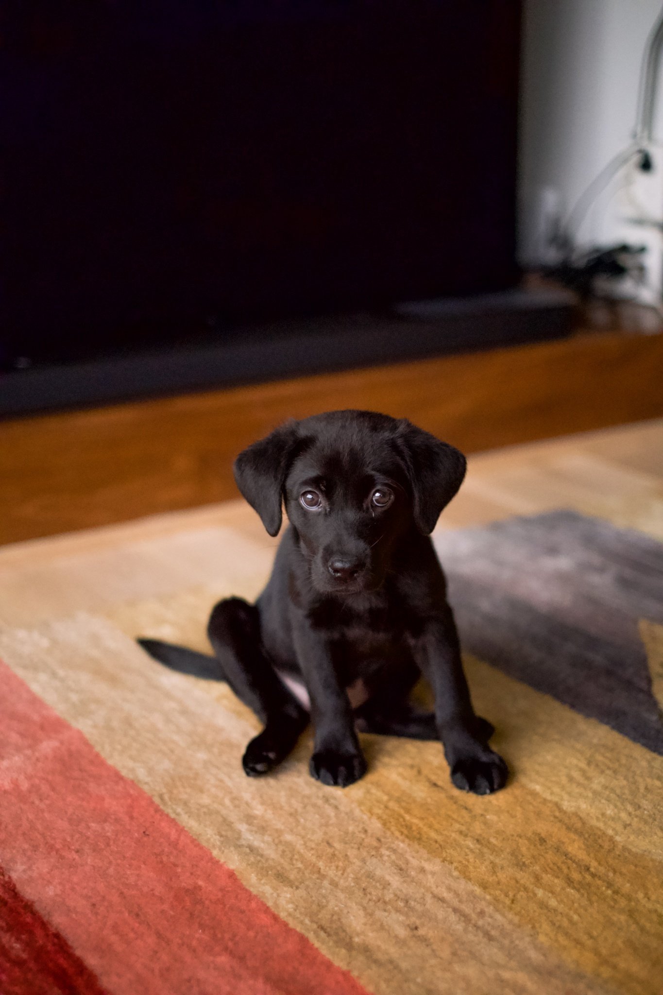 黒ラブ‼️ 黒ラブ