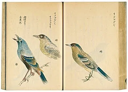 第2551回 日本の昔の鳥類図鑑｜翆野 大地