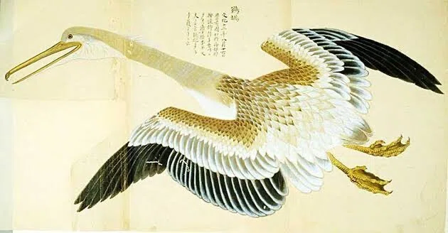 第2551回 日本の昔の鳥類図鑑｜翆野 大地