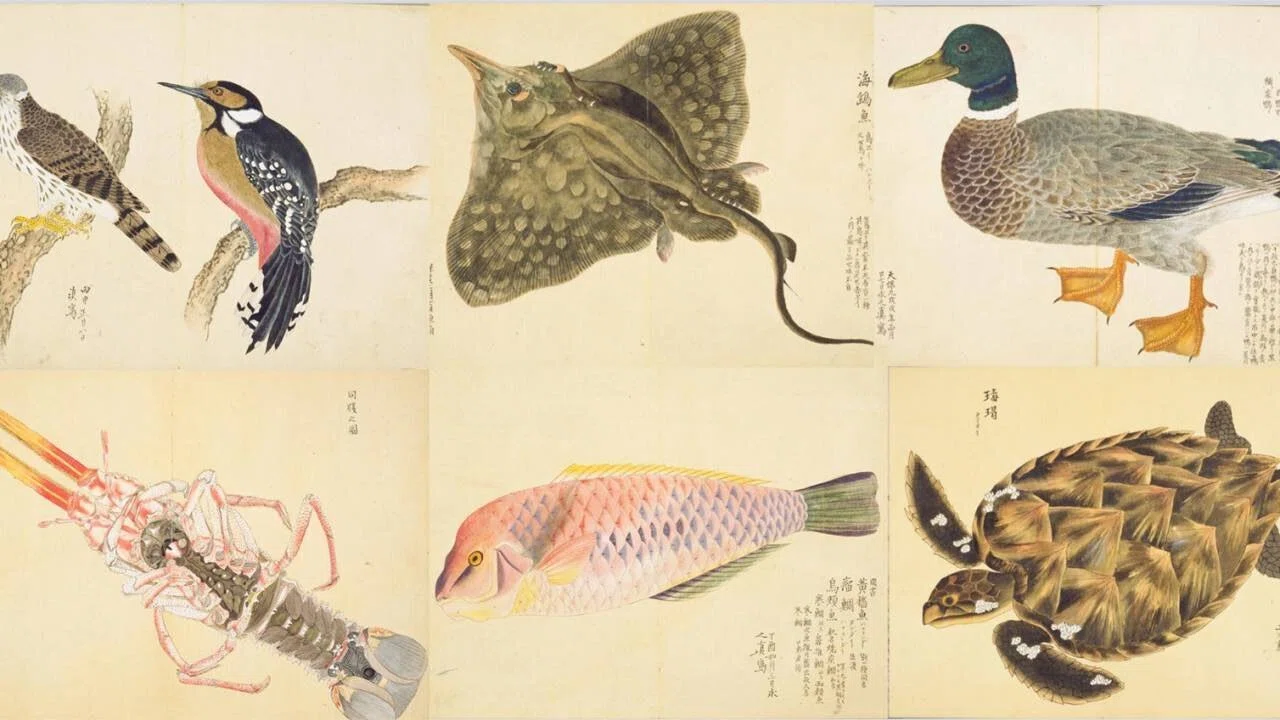 第2551回 日本の昔の鳥類図鑑｜翆野 大地