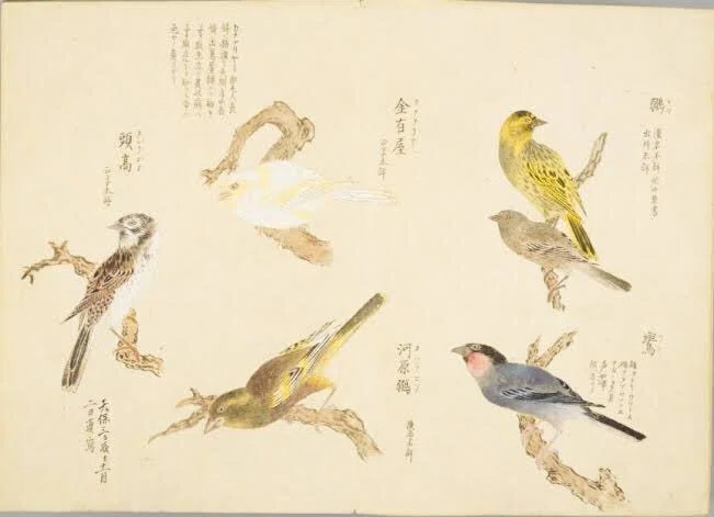 第2551回 日本の昔の鳥類図鑑｜翆野 大地