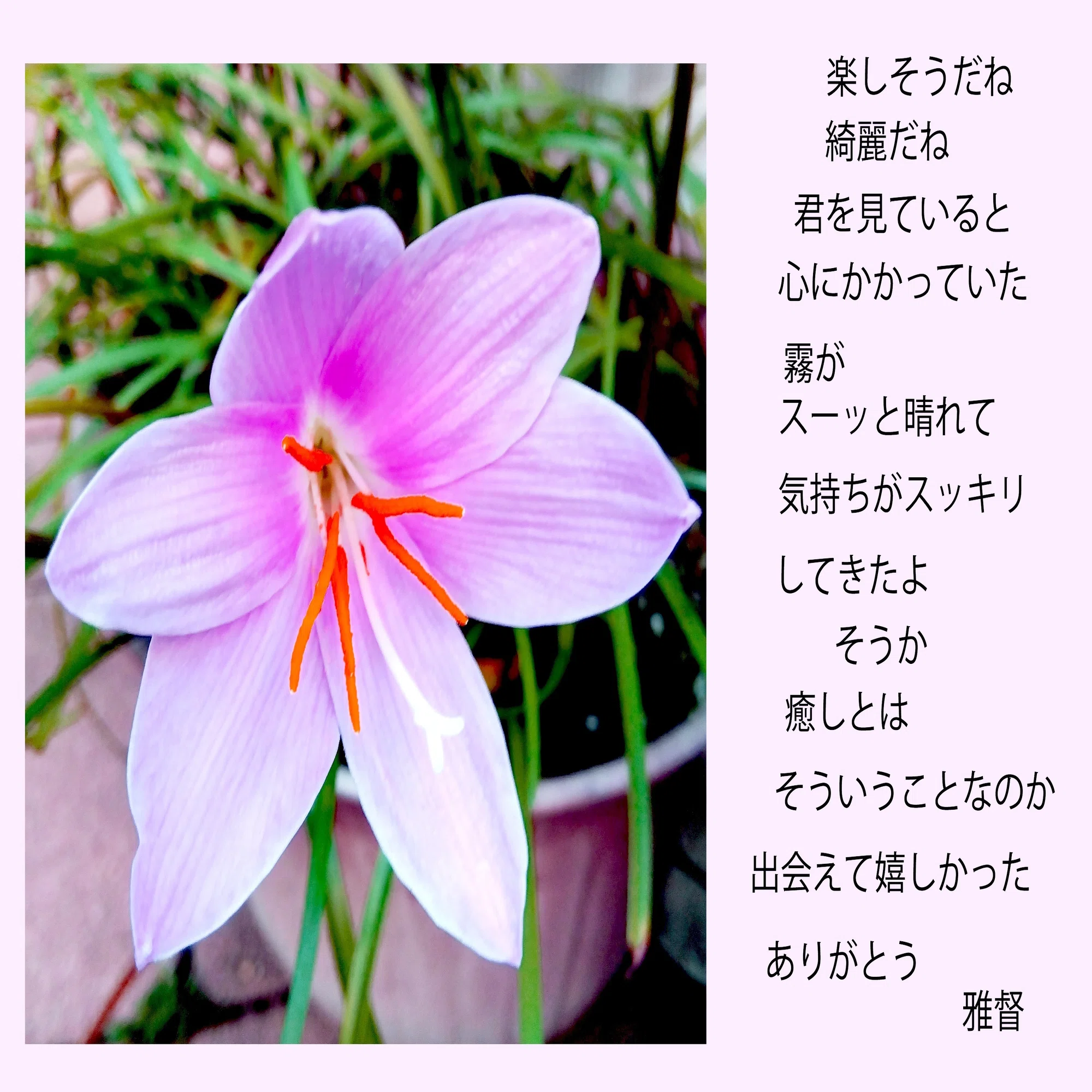 スマホカメラを愉しむ なんとなく そんな時には花がいい｜gatokukubo