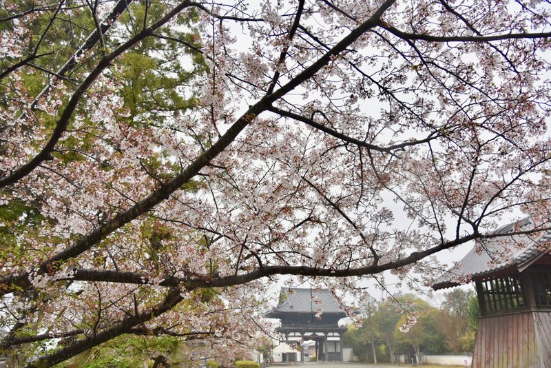 練り供養の日、桜咲く當麻寺。画面奥は東門 (正門。西面) / 2019年4月14日撮影 /📔 本ブログ當麻寺練り供養関連記事 https://note.com/artandmovie/n/nba48babd85ab / 