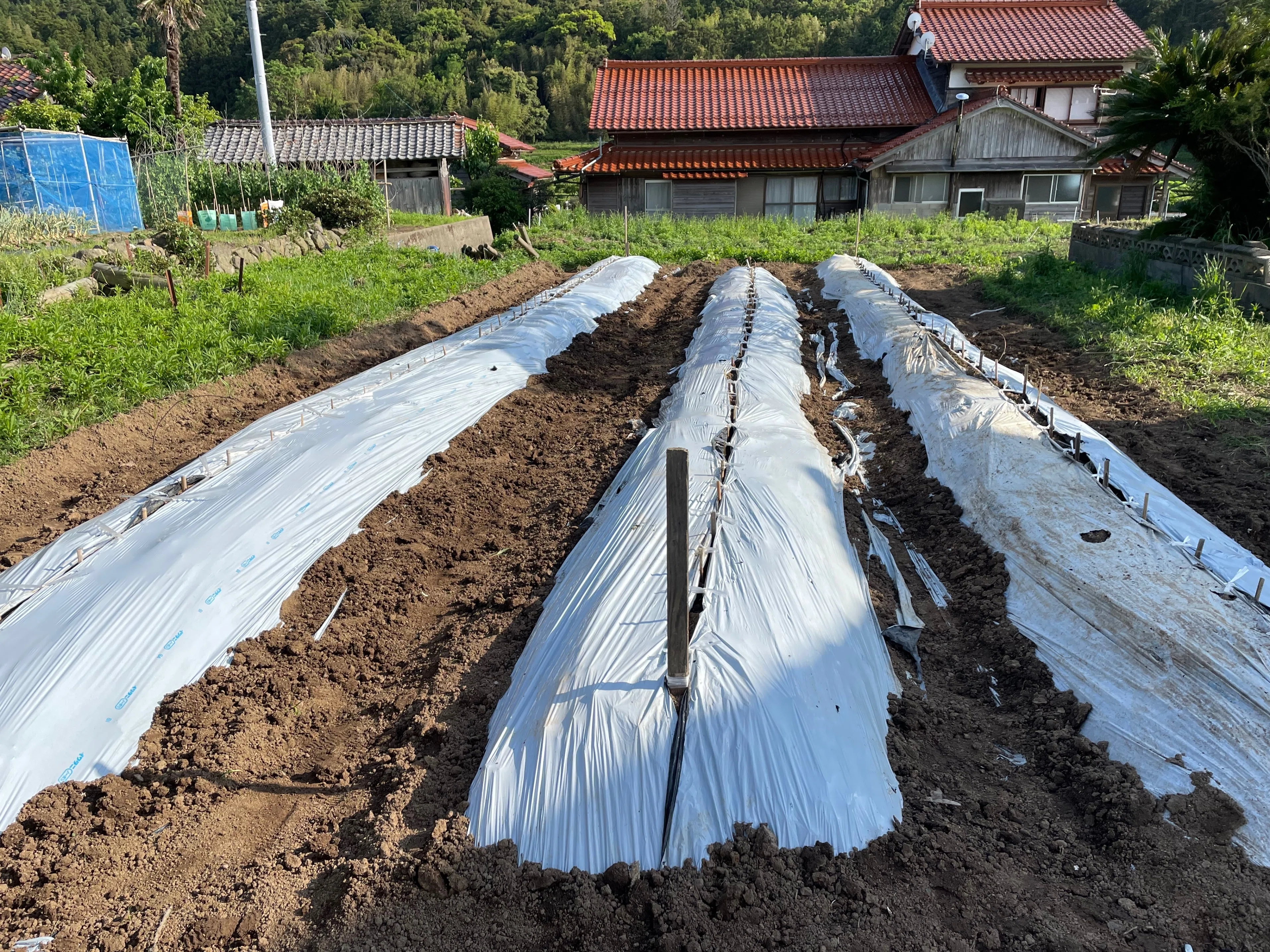 山芋の王様」の生産者のお手伝いに行ってみた【島民インタビュー