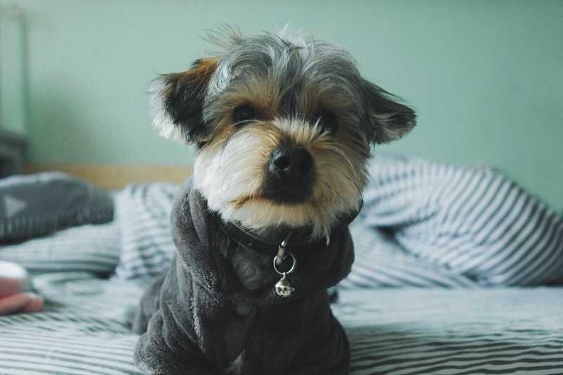 ストレスが原因?!わんちゃんが自分の毛を噛む・むしる6つの理由|うしすけブログ