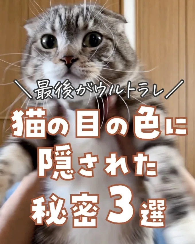 驚愕】猫の目の色に隠された秘密が衝撃的だった！｜ねこぞー
