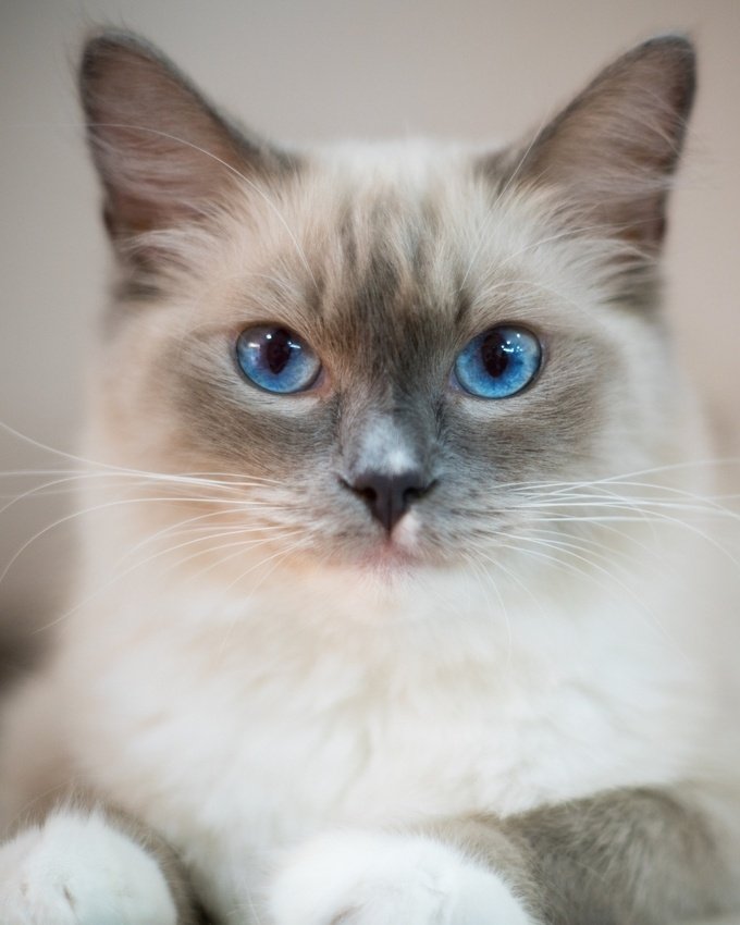 驚愕】猫の目の色に隠された秘密が衝撃的だった！｜ねこぞー