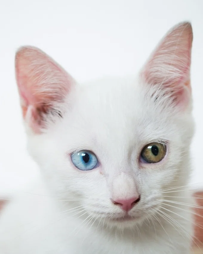驚愕】猫の目の色に隠された秘密が衝撃的だった！｜ねこぞー