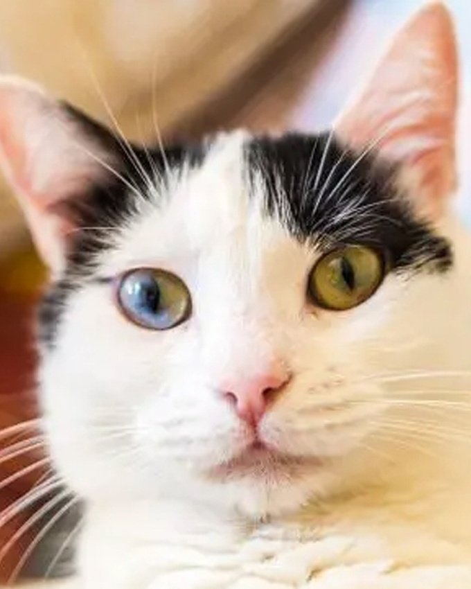 猫目 NEW！14mm用「猫目【アイシート4色セット】」 | 羊毛フェルト【に