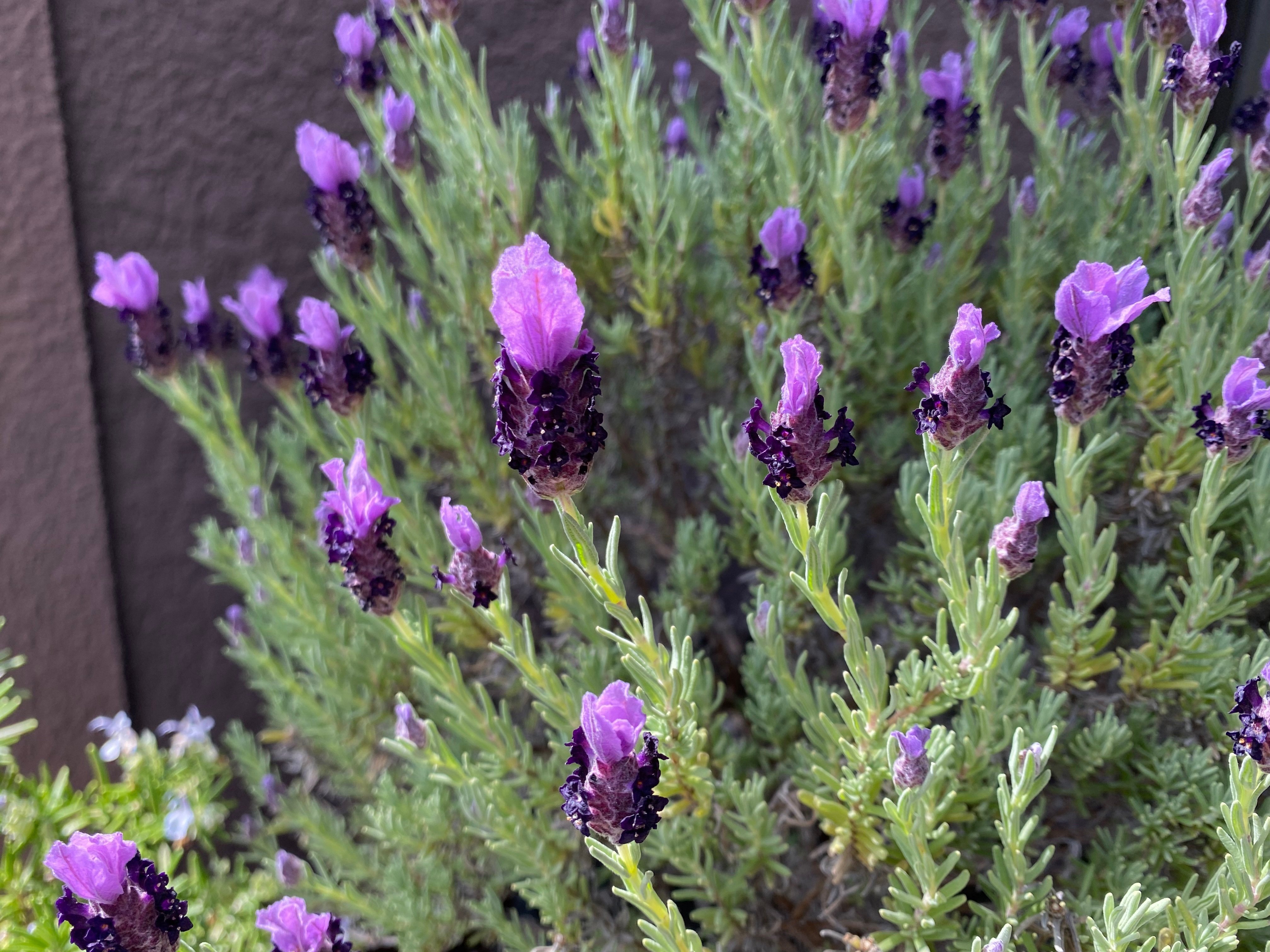 乾燥させてみた〜庭のラベンダーでドライフラワー作り〜｜Megu＠家庭