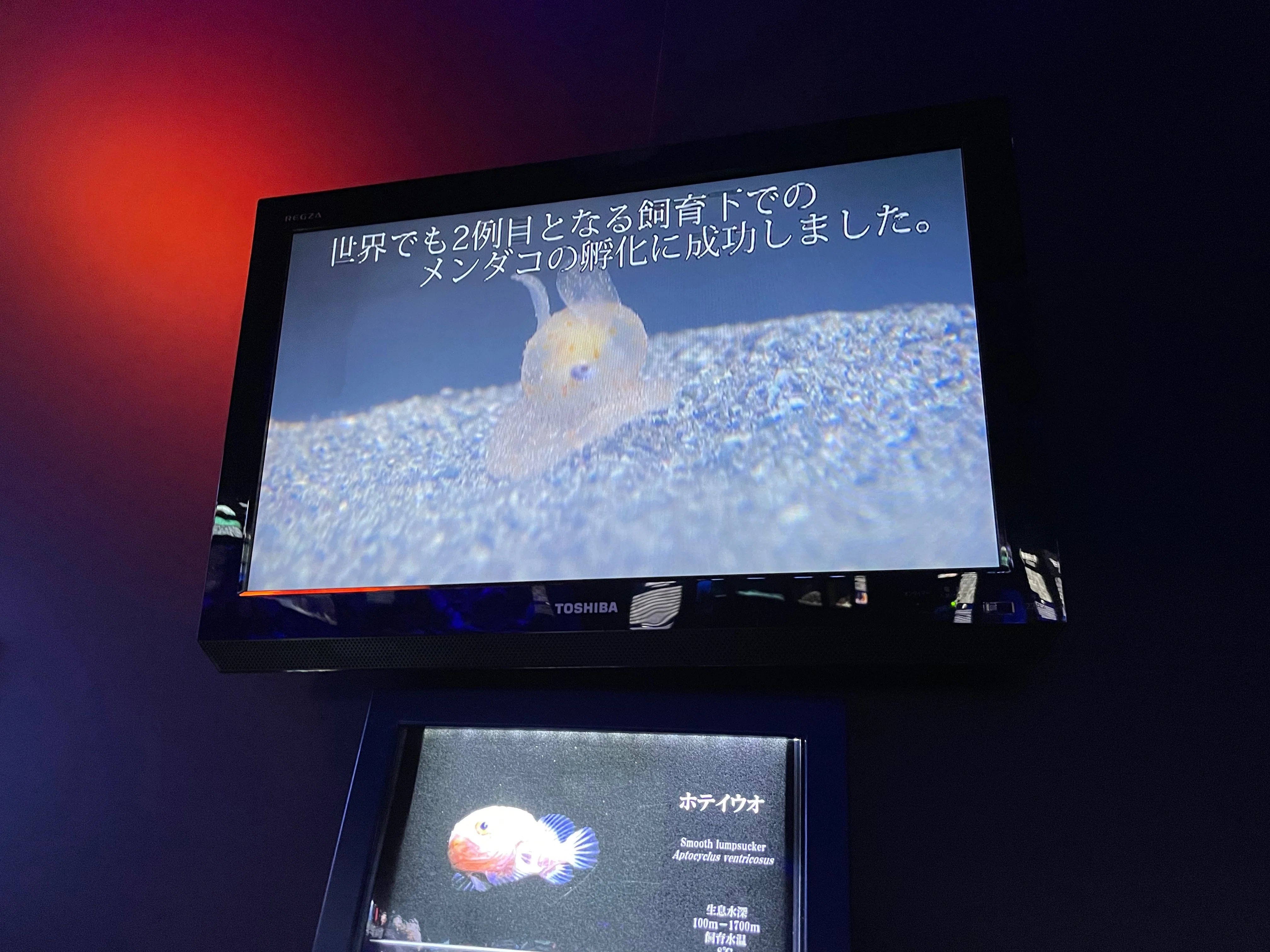 夏におすすめ！見どころ解説『沼津港深海水族館』必勝講座【前編】｜新