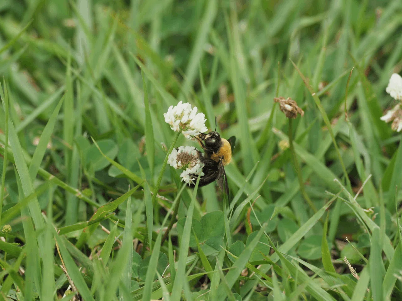 1000 Knocks to Overcome Fear of Insects: No. 30, The Male Japanese