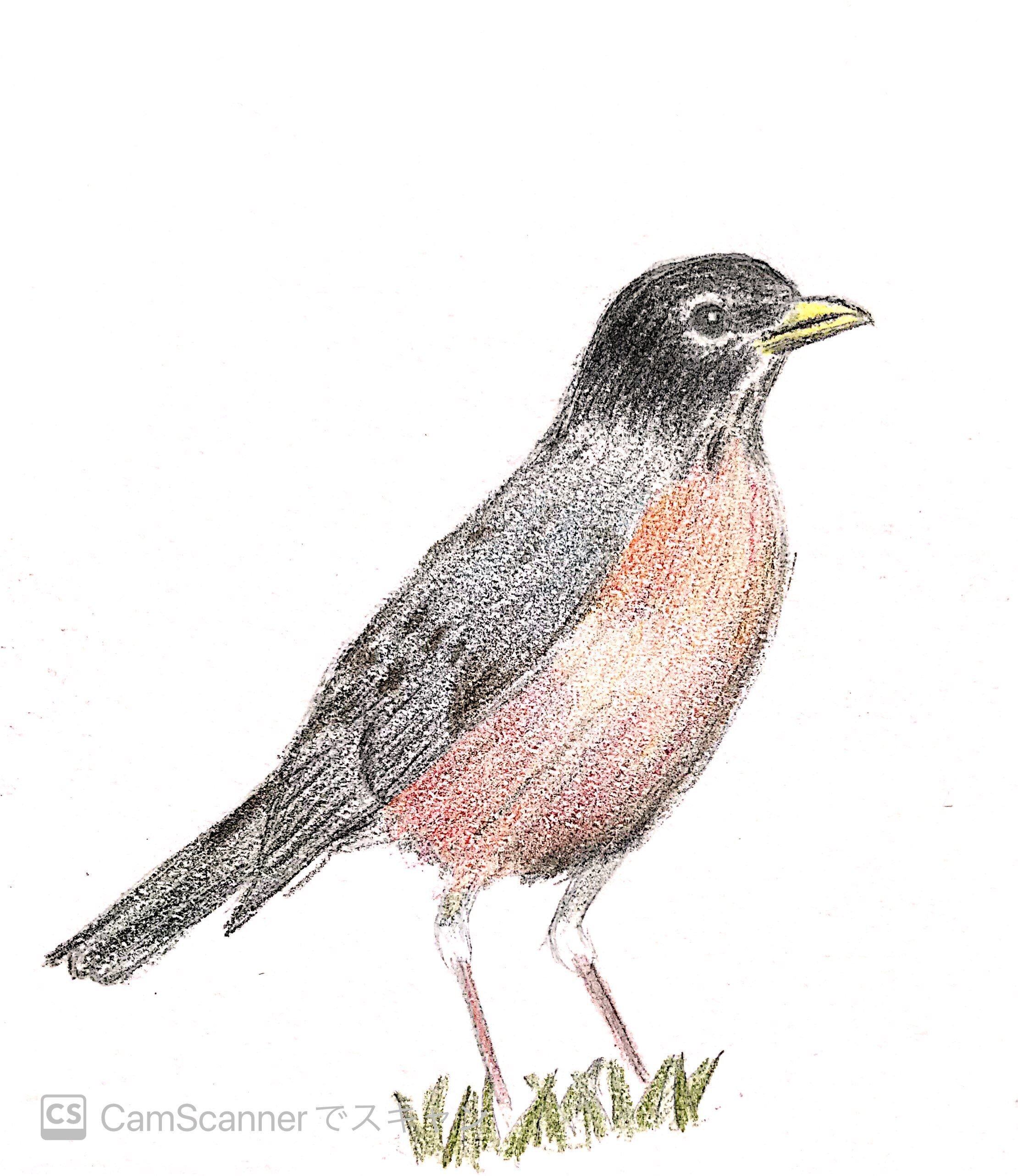 色鉛筆で野鳥｜コマツグミ（アメリカンロビン）｜一羽一会(いちわい
